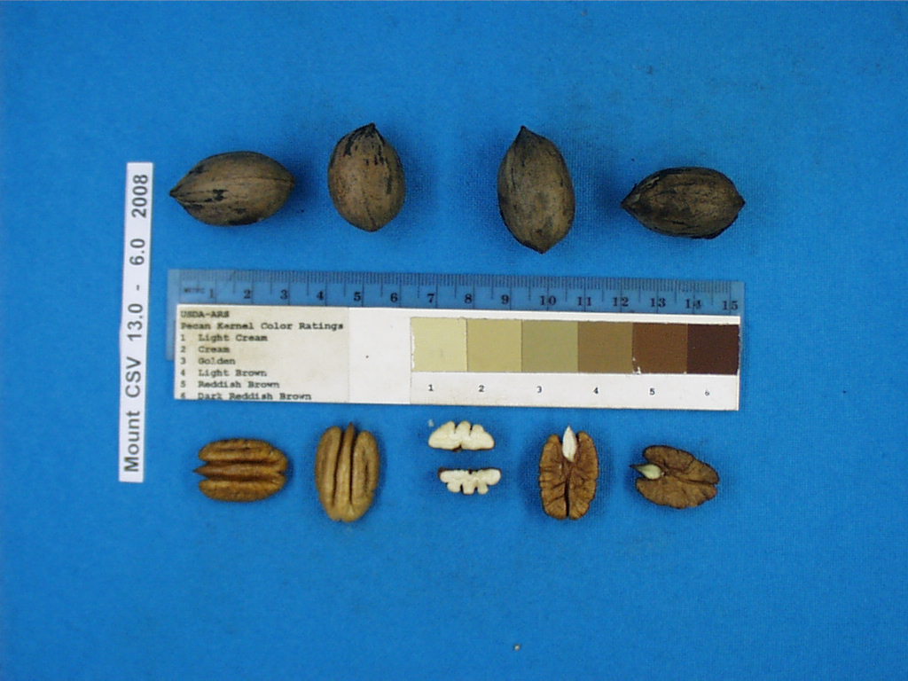 Click for 3 image(s) for this accession. Image